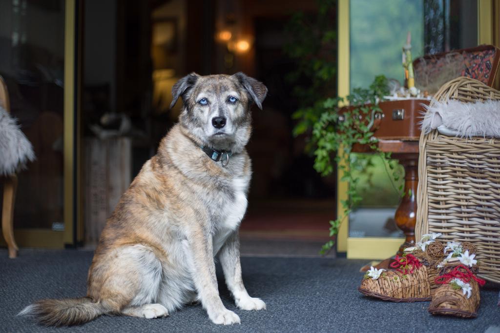 Hotel Romantica Zermatt Eksteriør billede